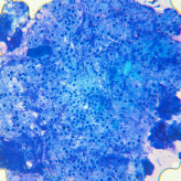 Cells