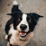 Border collie looking a camera